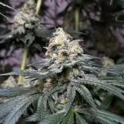 Chocolate Rainbow XXL  fem