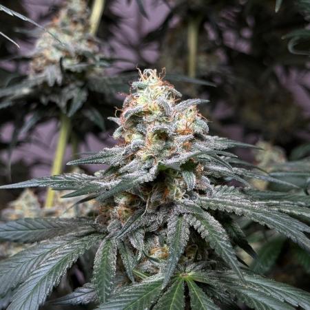 Chocolate Rainbow XXL  fem