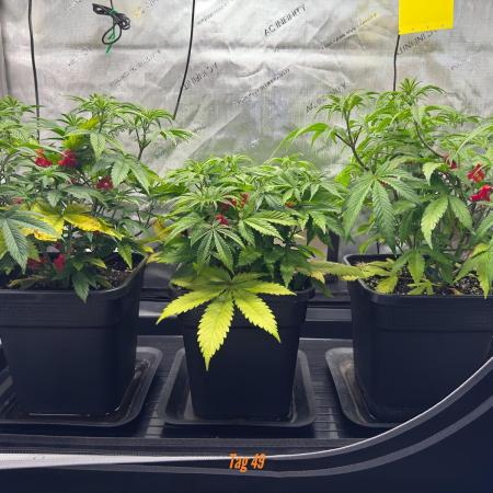 Jack Herer Sensi Seeds 3x (120x60)