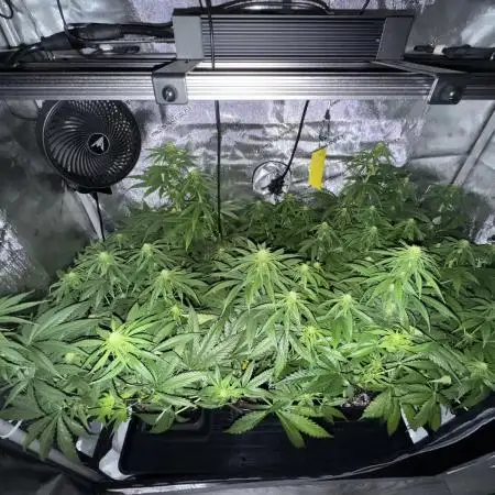 3x Jack Herer Sensi Seeds (120x60)
