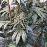 Chocolate Rainbow XXL  fem