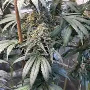Chocolate Rainbow XXL  fem