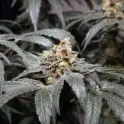 Garlic Gas ⛽️ fem - Sensi Seeds