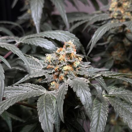 Garlic Gas ⛽️ fem - Sensi Seeds