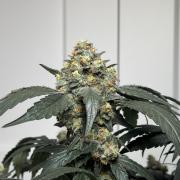 Garlic Gas ⛽️ fem - Sensi Seeds