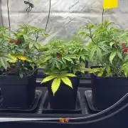 Jack Herer Sensi Seeds 3x (120x60)