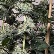 Chocolate Rainbow XXL  fem