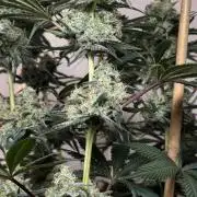 Chocolate Rainbow XXL  fem