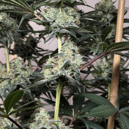 Chocolate Rainbow XXL  fem