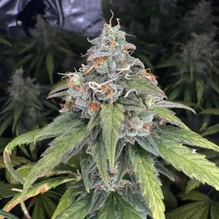 Jack Herer Sensi Seeds 3x (120x60)