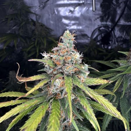 Jack Herer Sensi Seeds 3x (120x60)