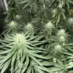 3x Jack Herer Sensi Seeds (120x60)