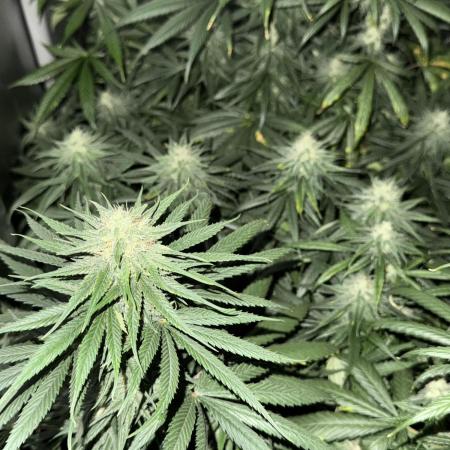 3x Jack Herer Sensi Seeds (120x60)