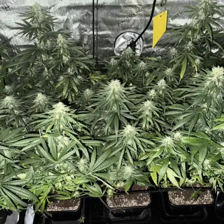 3x Jack Herer Sensi Seeds (120x60)