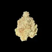 Jack Herer Sensi Seeds 3x (120x60)