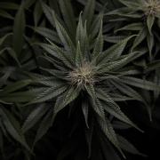 Jack Herer - A Flagship Hybrid