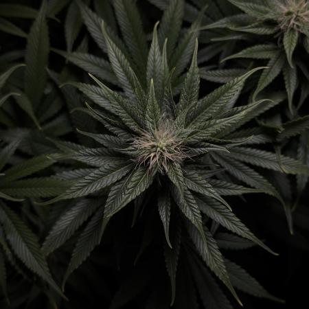 Jack Herer - A Flagship Hybrid