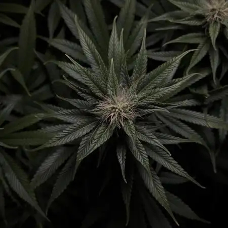 Jack Herer - A Flagship Hybrid
