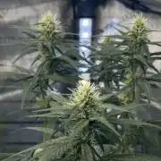 Garlic Gas ⛽️ fem - Sensi Seeds