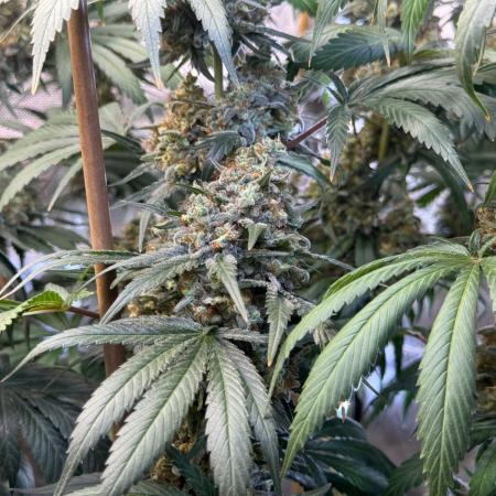 Chocolate Rainbow XXL  fem