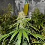 Jack Herer Sensi Seeds 3x (120x60)