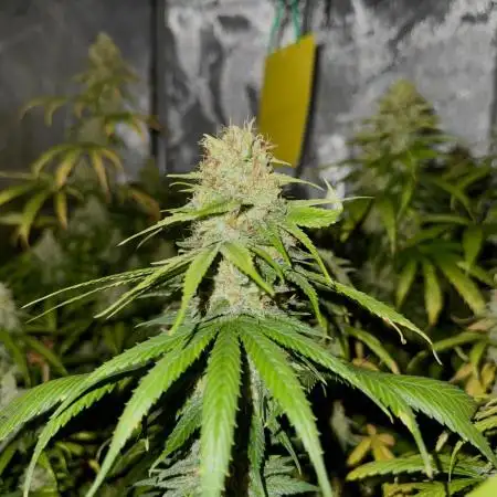 Jack Herer Sensi Seeds 3x (120x60)