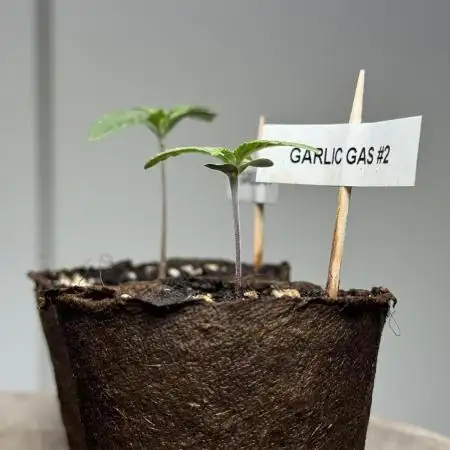 Garlic Gas ⛽️ Fem - Sensi Seeds