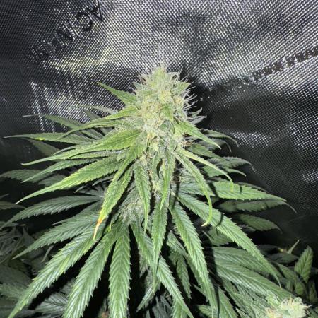 Jack Herer Sensi Seeds 3x (120x60)
