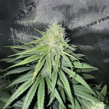 Jack Herer Sensi Seeds 3x (120x60)