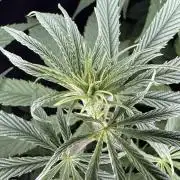 Jack Herer Sensi Seeds 3x (120x60)