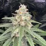 Jack Herer Sensi Seeds 3x (120x60)
