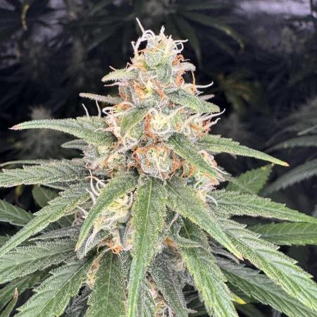 Jack Herer Sensi Seeds 3x (120x60)