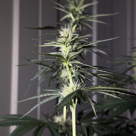 Chocolate Rainbow XXL  fem