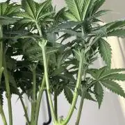 Chocolate Rainbow XXL  fem