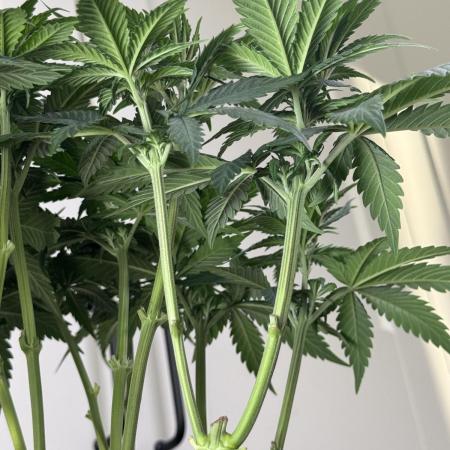 Chocolate Rainbow XXL  fem