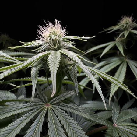 Jack Herer - A Flagship Hybrid