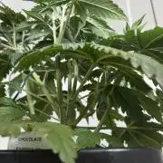 Chocolate Rainbow XXL  fem