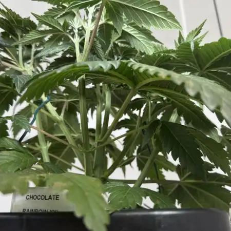 Chocolate Rainbow XXL  fem