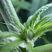 Jack Herer Sensi Seeds 3x (120x60)