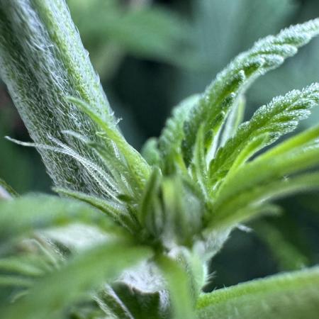 Jack Herer Sensi Seeds 3x (120x60)