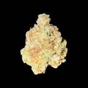 Jack Herer Sensi Seeds 3x (120x60)