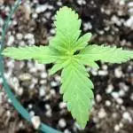 Serendipity Grow