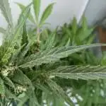 White Widow Auto - Royal Queen Seeds