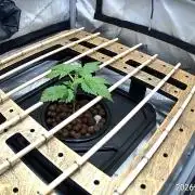 Purple Haze - DWC