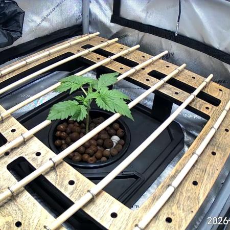 Purple Haze - DWC