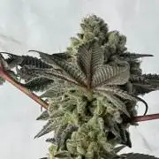 Ripper Seeds Collection 2023 (Indoor)