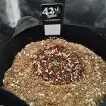 Tropicana Cookies Auto - Fast Buds