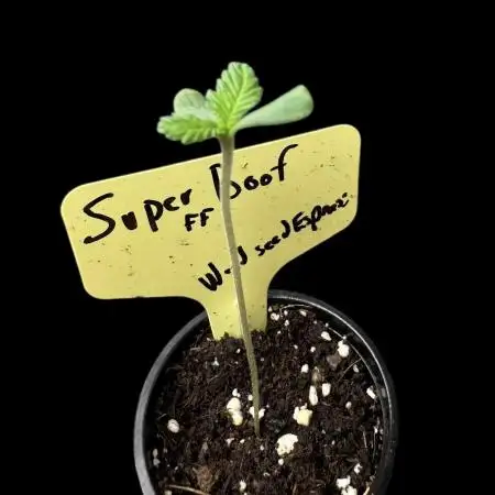 Superboof