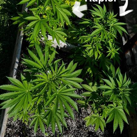 3 Strains 4 plants