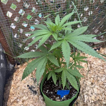 Ghost train Haze